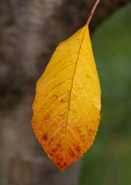 Autumn Yellow Gradient Leaf Cherry Tree Close — 스톡 사진