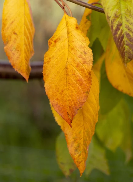 Autumn Yellow Gradient Leaf Cherry Tree Close — 스톡 사진