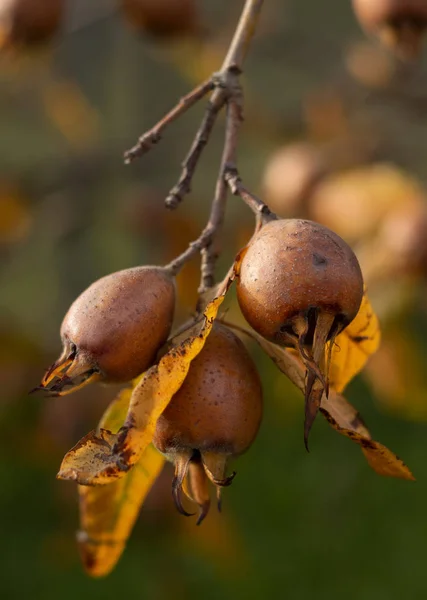 Ovoce Mespilus Germanica Medlar — Stock fotografie