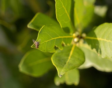 Fly And leaves and buds of a Laurel tree close up