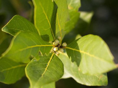  leaves and buds of a Laurel tree close up