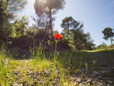 Yunan adası Evia 'nın çayırlarında ve dağlarında ilkbahar çiçekleri