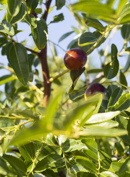 Simmondsia chinensis - jojoba - immature pilaf on a tree on a Sunny day