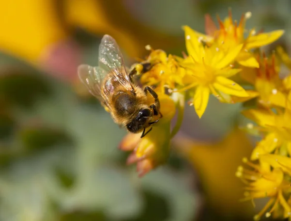 Bee Collects Pollen Flower Sedum Acre Sunny Day Greece — Stok fotoğraf