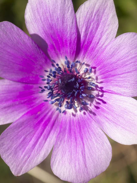 Närbild Vacker Första Våren Röd Lila Blommor Anemone Solig Dag — Stockfoto