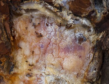 Şaraptan arta kalan çam reçinesi dokusu.