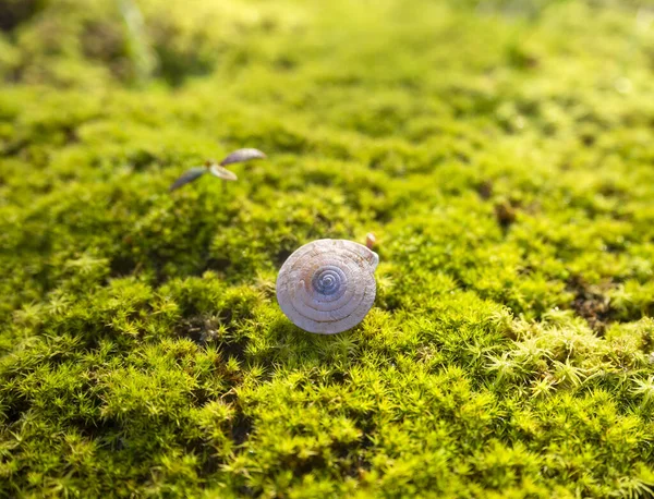 Concha Espiral Una Babosa Yace Sobre Musgo Verde Día Soleado — Foto de Stock