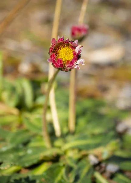 Margaridas Campo Flor Entre Grama Verde Dia Ensolarado — Fotografia de Stock