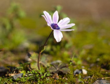 Kapatın güzel ilkbahar kırmızı-mor çiçekler Anemone güneşli bir günde 