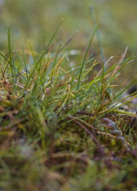 Yunanistan 'da güneşli bir günde kayalıklarda yeşil çimenler ve yosunlar