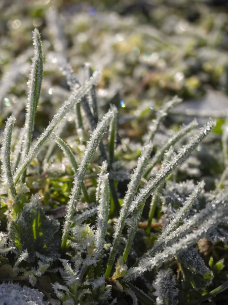 Hierba Verde Flores Cubiertas Heladas Nieve Día Soleado —  Fotos de Stock