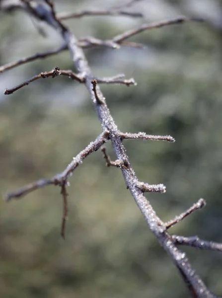 Větev Stromu Jarními Poupaty Mrazivé Noci Pokryta Mrazem — Stock fotografie