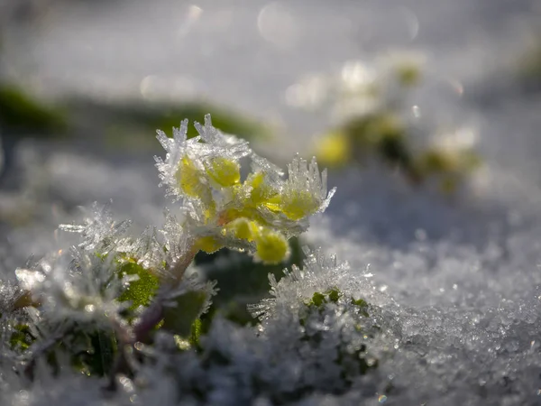 Zelená Tráva Květiny Pokryté Mrazem Sněhu Slunečného Dne — Stock fotografie