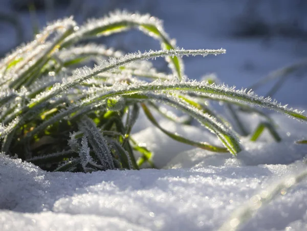 Zelená Tráva Květiny Pokryté Mrazem Sněhu Slunečného Dne — Stock fotografie