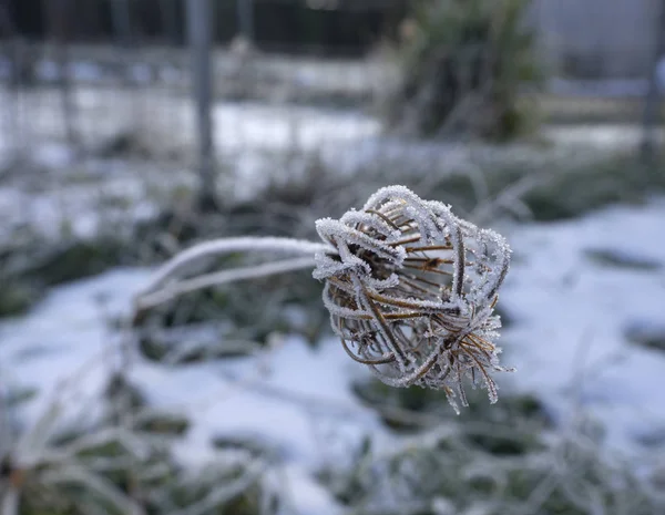 Grönt Gräs Och Blommor Täckta Med Frost Snön Solig Dag — Stockfoto