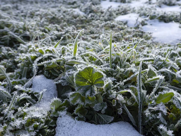 Hierba Verde Flores Cubiertas Heladas Nieve Día Soleado —  Fotos de Stock