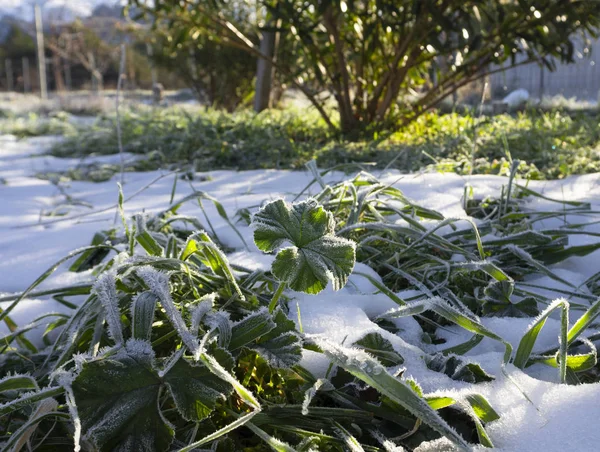 Hierba Verde Flores Cubiertas Heladas Nieve Día Soleado —  Fotos de Stock
