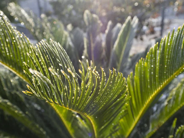 Branch Palm Drops Dew Rain Hoar Frost Sunny Day — Stock Photo, Image