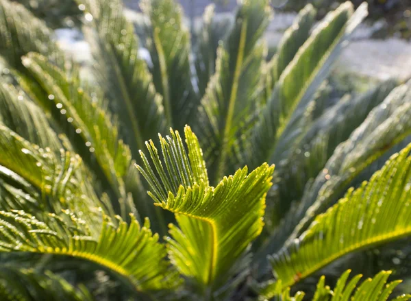 Branch Palm Drops Dew Rain Hoar Frost Sunny Day — Stock Photo, Image