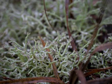 Taşın üzerinde yeşil yosun güneşli bir günde Yunanistan 'da bir orman