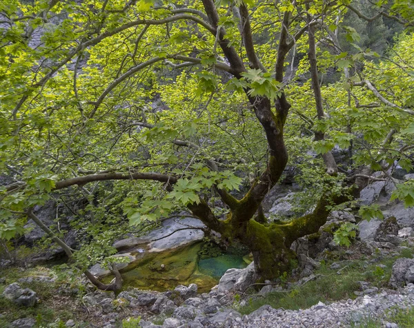 Evia 그리스의 Dirfys 숲에서 — 스톡 사진