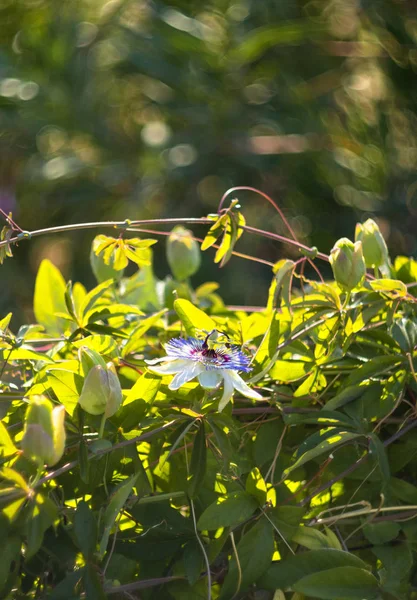 Krásné Květinové Rostliny Vášeň Květ Passiflora Detailní Slunečný Den — Stock fotografie