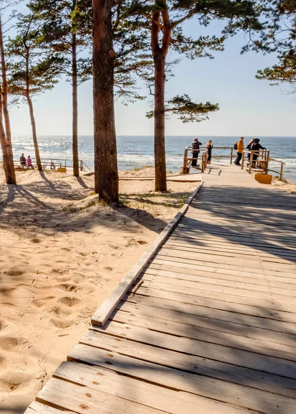 Pine Trees Park Sandy Beach Baltic Sea Palanga Lithuania — Stock Photo, Image