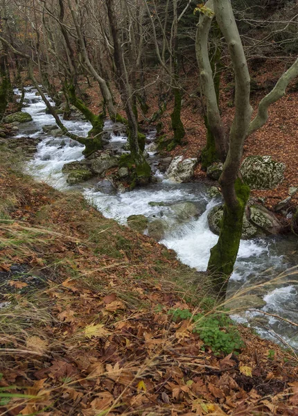 エヴィア ギリシャの島の Dirfys 山の原生林の水をオフに山岳急速な川 — ストック写真