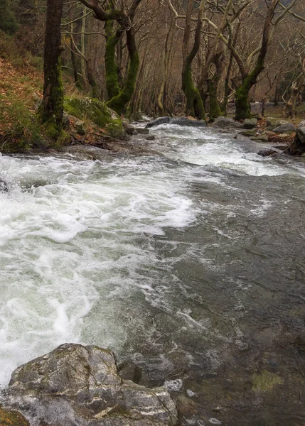 Rio Rápido Montanhoso Com Água Clara Floresta Nas Montanhas Dirfys — Fotografia de Stock