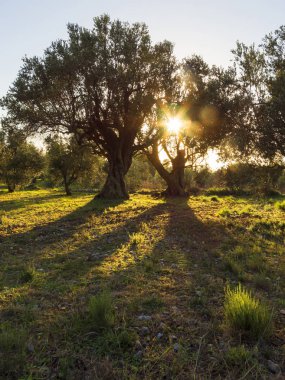 Yunanistan 'ın Evia adasındaki zeytin bahçesinde güneşe karşı güzel bir gün batımı