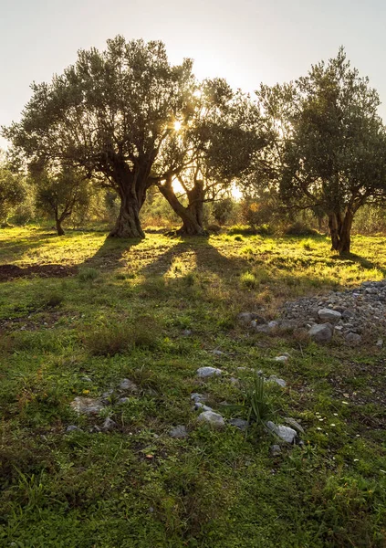 Bellissimo Tramonto Contro Sole Nel Giardino Ulivi Sull Isola Evia — Foto Stock