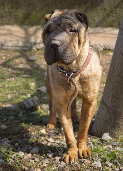 House Dog Shar Pei Red Color Looks Away — Stock Photo, Image