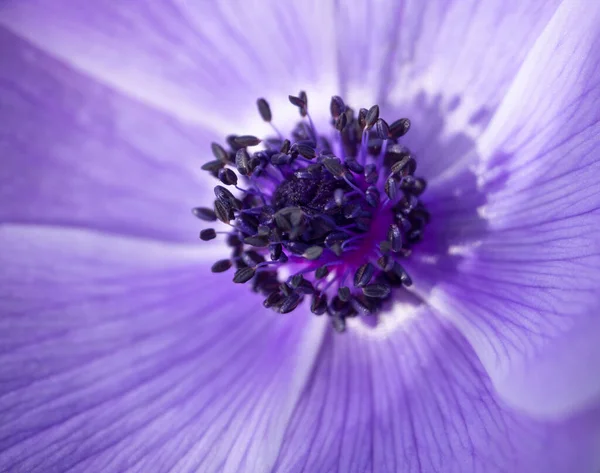 Lilac Květina Anemone Coronaria Slunečný Den Řecku — Stock fotografie