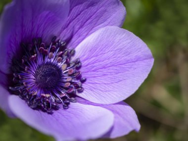 Yunanistan 'da güneşli bir günde leylak çiçeği Anemone Coronaria