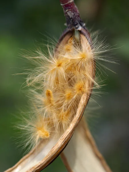 Nerium Oleander Zaden Een Pod Close — Stockfoto