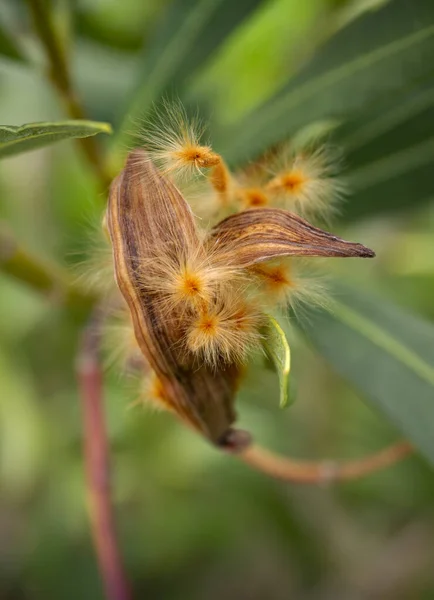 Nerium Oleander Zaden Een Pod Close — Stockfoto