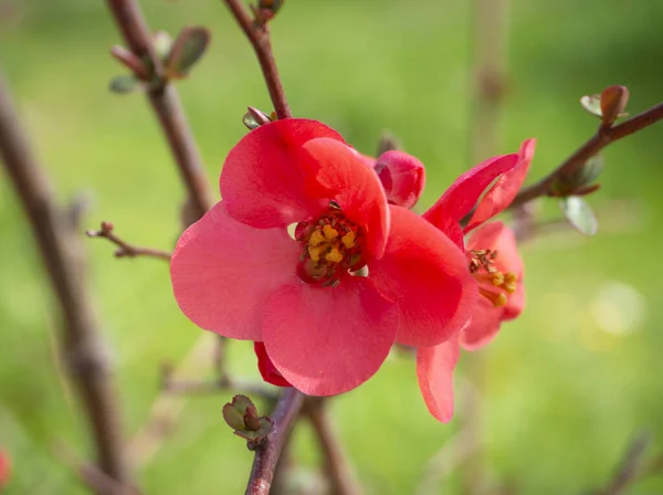 분홍색 Chaenomeles Japonica 가지를 클로즈업 — 스톡 사진