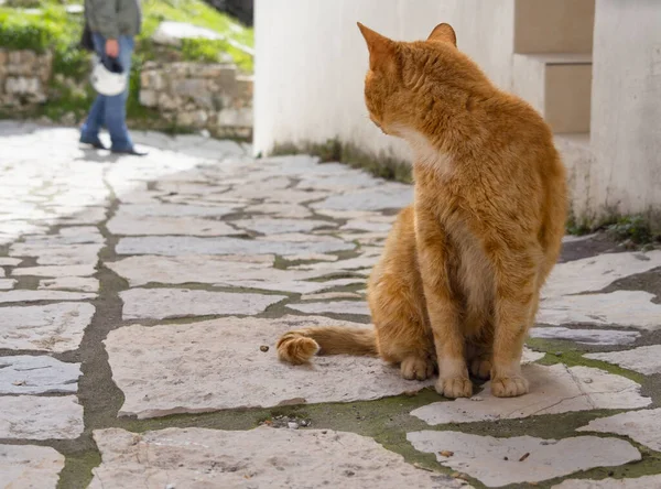 Grecki Czerwony Kot Spaceruje Ulicą Greckiej Wioski Wyspie Evia Grecja — Zdjęcie stockowe