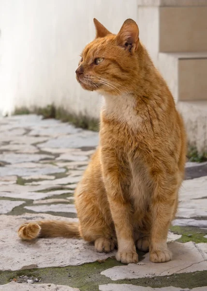 Gato Vermelho Grego Caminha Longo Rua Uma Aldeia Grega Ilha — Fotografia de Stock