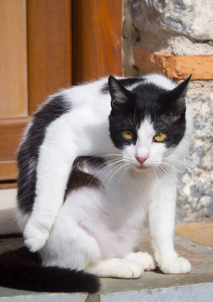 그리스 고양이는 그리스 에비아 그리스 마을의 거리를 — 스톡 사진