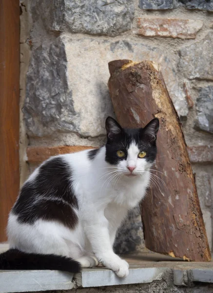 Greek Cat Walks Street Greek Village Island Evia Greece — Stock Photo, Image