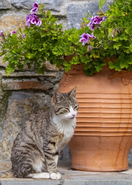 Грецька Кішка Ходить Вулицею Грецького Села Острові Евія Греція — стокове фото