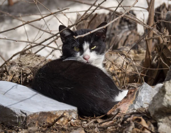 그리스 고양이는 그리스 에비아 그리스 마을의 거리를 — 스톡 사진