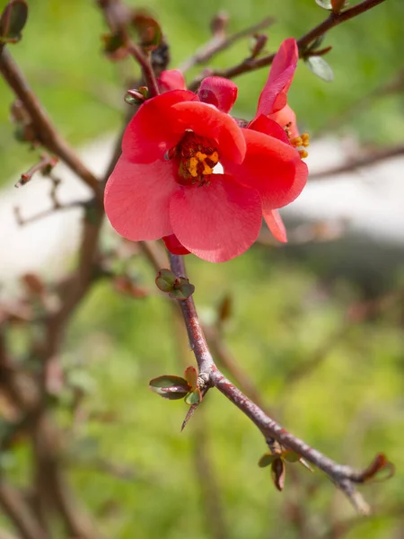 분홍색 Chaenomeles Japonica 가지를 클로즈업 — 스톡 사진
