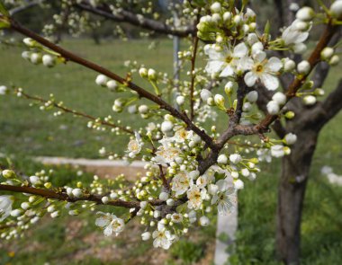 Yunanistan 'da güneşli bir bahar gününde çiçek açan erik ağacı çiçekleri