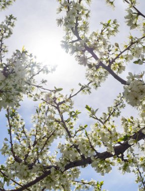 Yunanistan 'da güneşli bir bahar gününde çiçek açan erik ağacı çiçekleri
