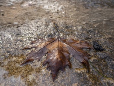 Bir çınar ağacının düşmüş yaprağı güneş ışığında bir su birikintisinde yatıyor.