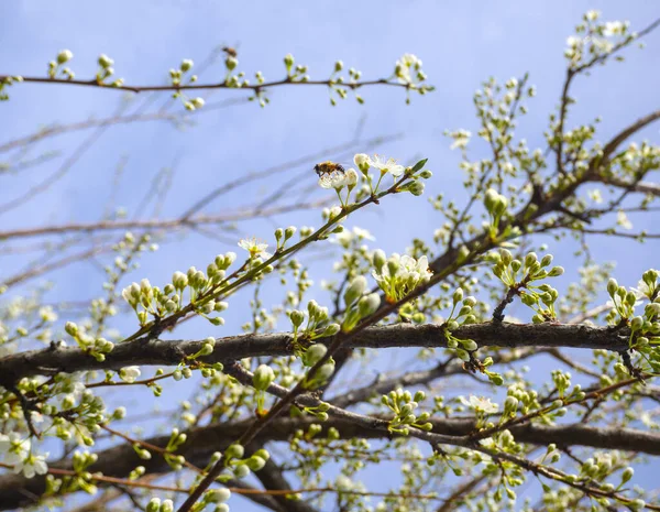 Fioritura Fiori Prugne Api Una Giornata Primavera Soleggiata Grecia — Foto Stock