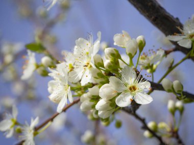 Yunanistan 'da güneşli bir bahar gününde çiçek açan erik ağacı çiçekleri