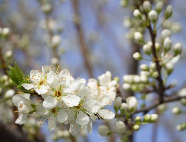 Yunanistan 'da güneşli bir bahar gününde çiçek açan erik ağacı çiçekleri